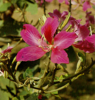 ชงโค Bauhinia purpurea Linn.<br/>CAESALPINIACEAE